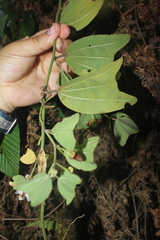 Passiflora chelidonea