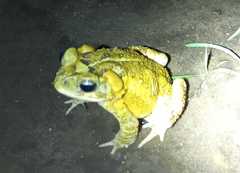 Incilius porteri