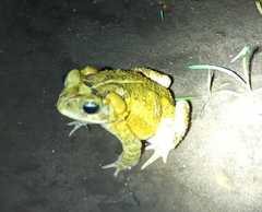 Incilius porteri