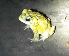 Incilius porteri