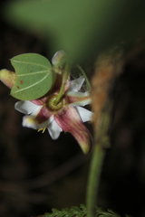 Passiflora chelidonea