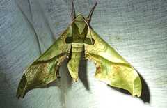 Adhemarius dariensis