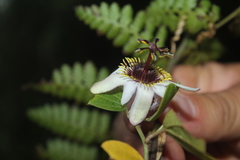 Passiflora chelidonea