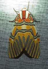 Anaxita decorata