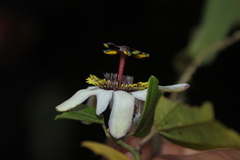 Passiflora chelidonea