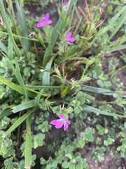Dianthus armeria