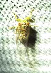 Cicadettinae