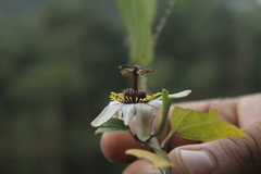 Passiflora chelidonea