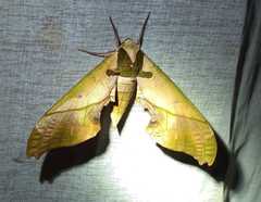 Adhemarius mexicanus