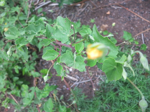 Abutilon sonneratianum (Abutilon sonneratianum)