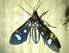 Leucotmemis nexa