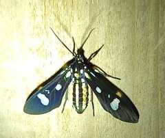 Leucotmemis nexa