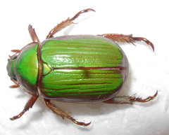 Chrysina lecontei