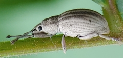Aphrastus taeniatus