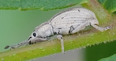 Aphrastus taeniatus