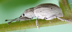 Aphrastus taeniatus
