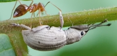 Aphrastus taeniatus