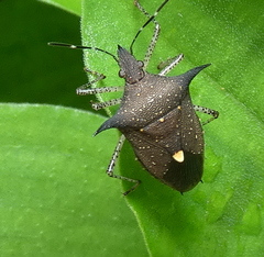 Proxys albopunctulatus