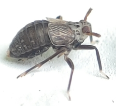 Pissonotus tumidus