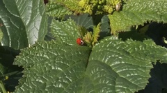 Harmonia axyridis