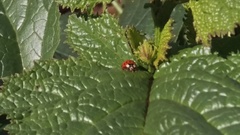 Harmonia axyridis