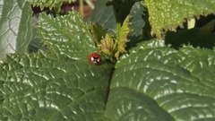 Harmonia axyridis