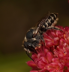 Megachile