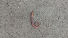 Lumbricidae