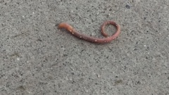 Lumbricidae