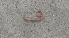 Lumbricidae