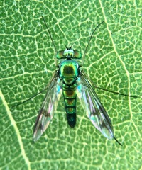 Condylostylus quadricolor