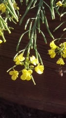 Apis mellifera
