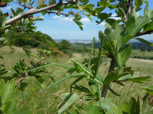 Predatory Bush-cricket photo 2