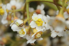 Miconia floribunda