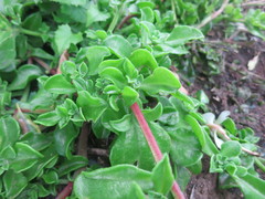 Mesembryanthemum aitonis