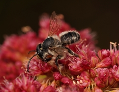 Megachile
