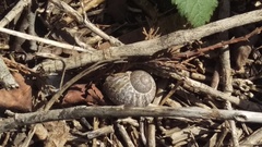 Cornu aspersum