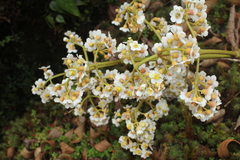 Miconia floribunda