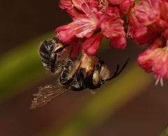 Megachile