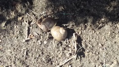 Cornu aspersum