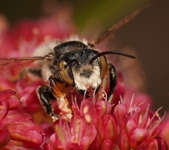 Megachile