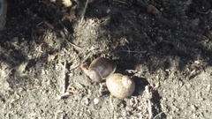 Cornu aspersum