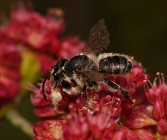 Megachile