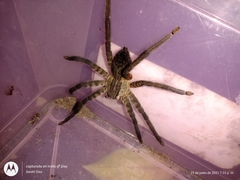 Cupiennius salei