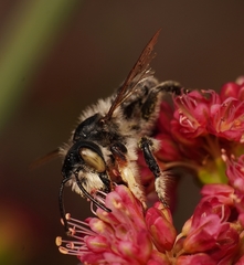 Megachile