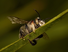 Megachile