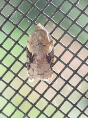 Acleris braunana
