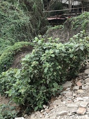Iochroma arborescens