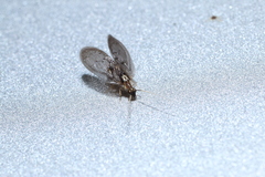 Sympherobius occidentalis