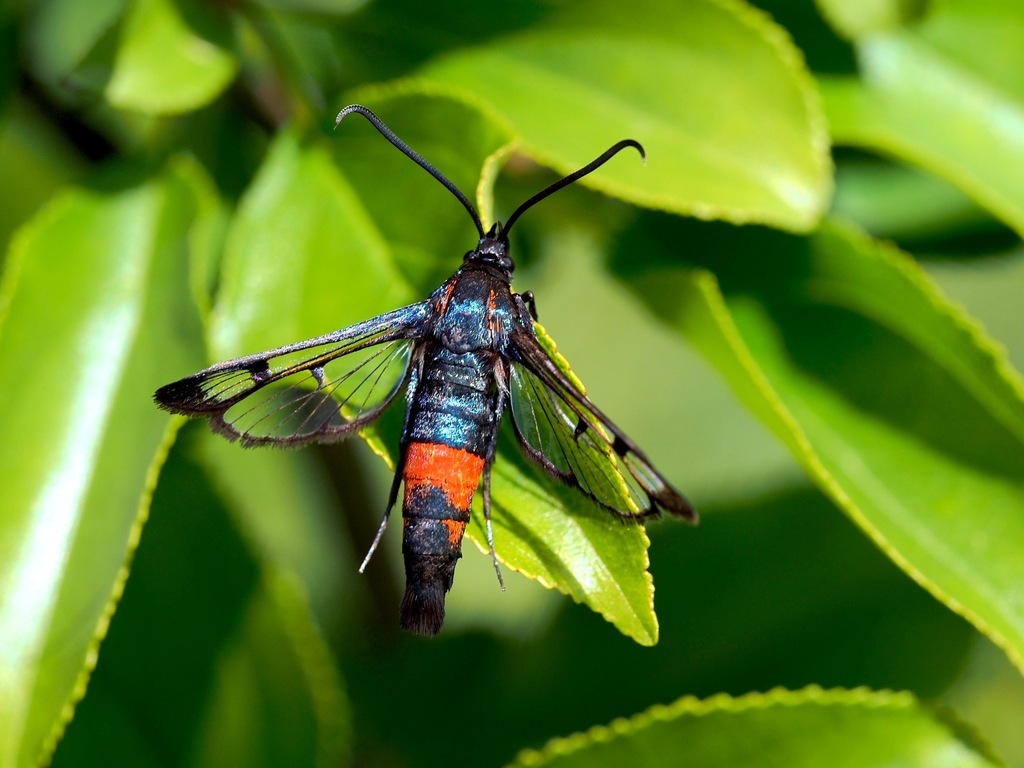 Synanthedon stomoxiformis